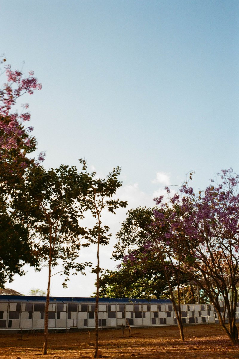 This is a photograph of a serene outdoor scene featuring trees with lush green leaves and white flowers against a blue sky. In the center of the image