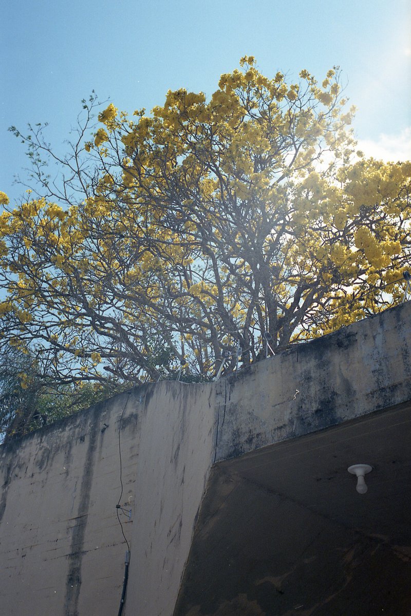 The image depicts a serene outdoor scene. A tree with bright yellow blossoms stands prominently on the right side of the frame, its branches reaching