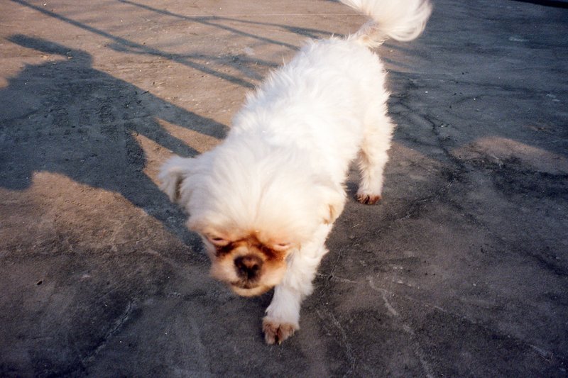Small dog standing on concrete surface. Dog has short white fur with brown spots around eyes and ears. Dog is facing away from camera, looking back ov