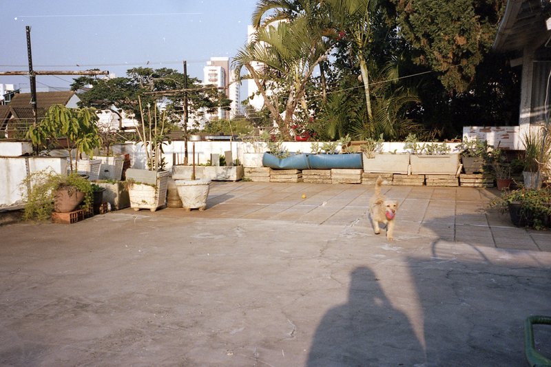 The photo shows a courtyard with various potted plants arranged in no particular order. A small dog is visible in the distance, walking towards the le