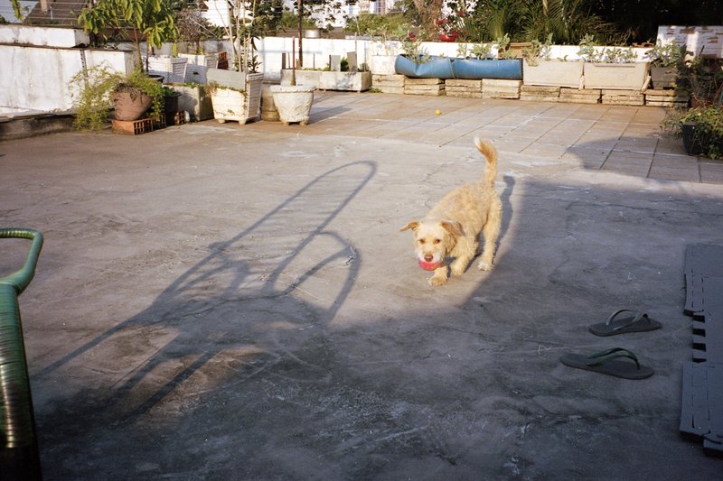 Dog running on concrete patio. White walls and blue tarp on left side. Sunlight casts long shadows.
