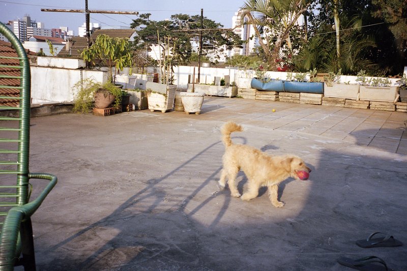 In the image, there is a cute little dog sitting on a chair. The dog is looking at the camera, and it appears to be waiting for something or someone.