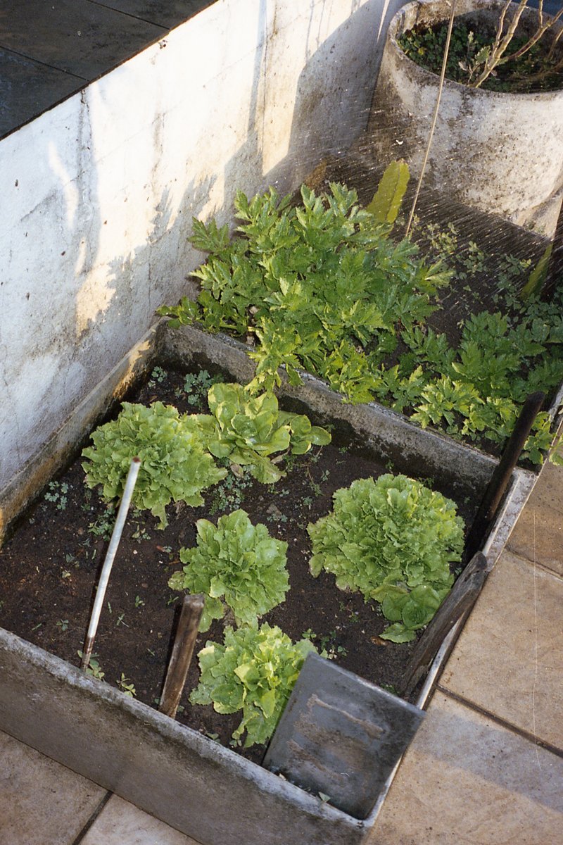 The image shows a small, rectangular garden bed filled with soil. In the center of the bed, several young plants are sprouting, indicating the start o