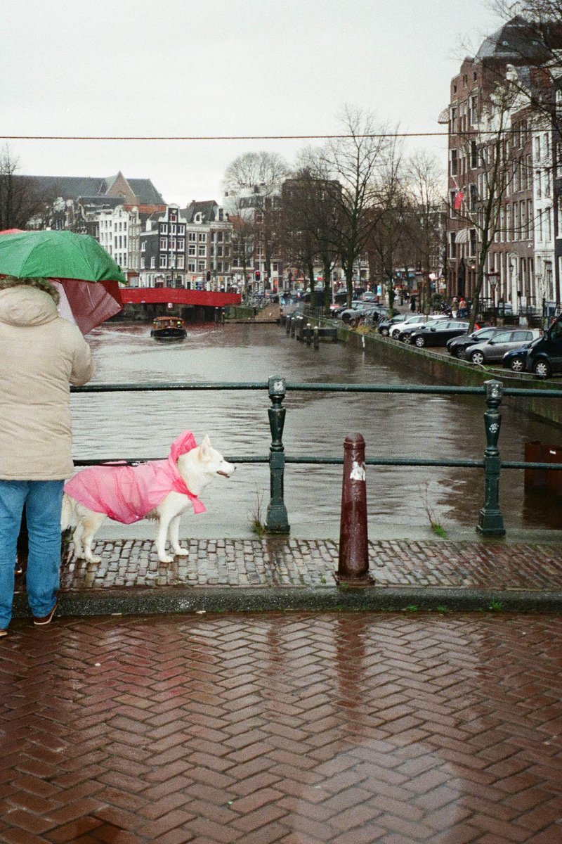 The image depicts a rainy day in Amsterdam, with people waiting on a bridge overlooking water. A dog is prominently featured, sitting on a bench near the water's edge, wearing a pink jacket and a matching hat, possibly being photographed by a person holding an umbrella.
