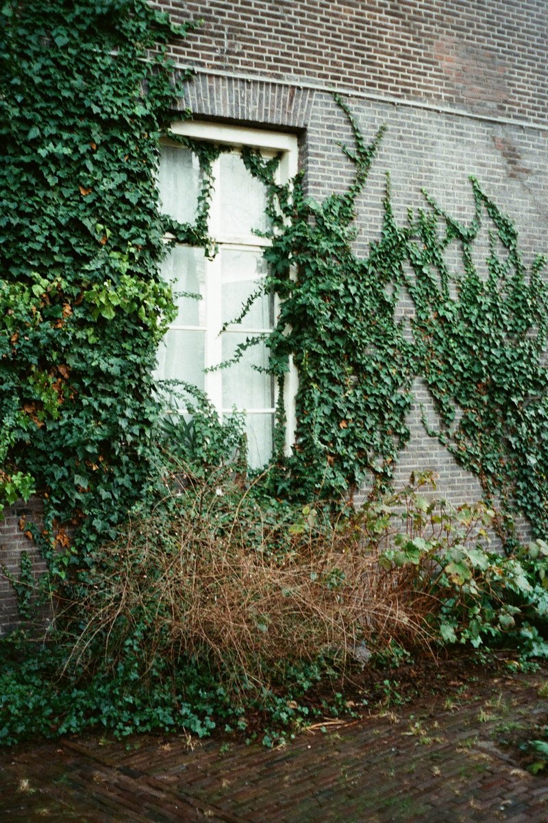 The image presents a serene outdoor scene featuring a lush green ivy climbing up the side of a building, covering a window that appears to be in need of repair. The ivy's vibrant color contrasts with the more muted tones of the brick wall and nearby plants. In the foreground, there is a hint of an intriguing object, possibly a birdhouse or similar structure.