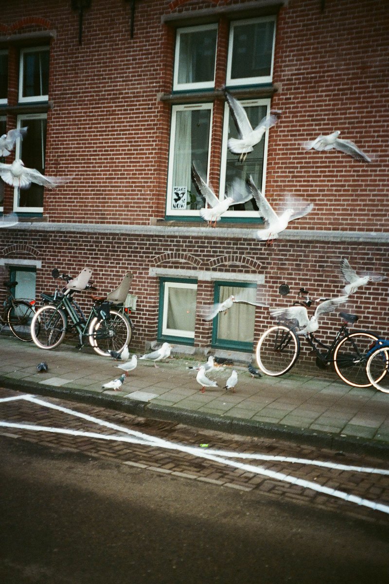 The image captures a dynamic scene of a flock of pigeons in flight over a residential street. They are predominantly white with black wingtips, providing a striking contrast against the gray sky. Below them, the street is lined with brick houses featuring green trim around windows and doors. On the ground, you can see bicycles parked along the curb, indicating a peaceful neighborhood setting.