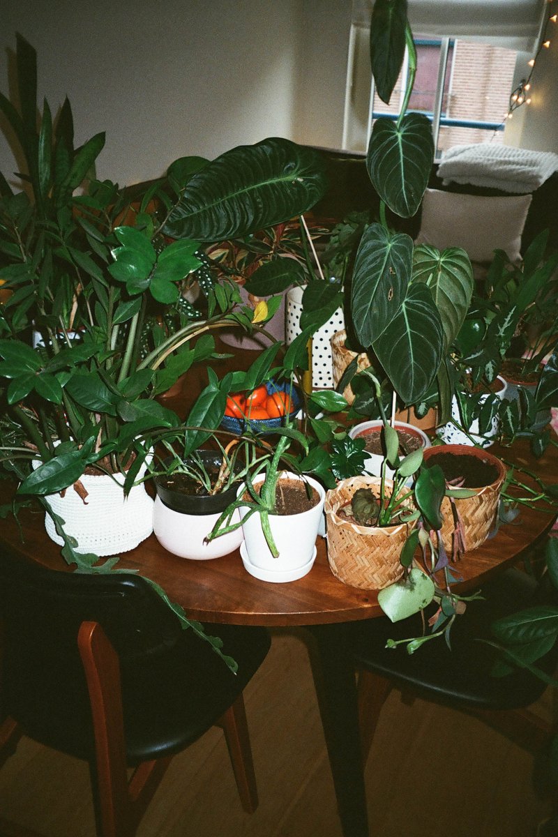 The image shows a collection of potted indoor plants arranged neatly on a table. There are different types of plants, including what appear to be ferns, pothos, and others with varying shades of green leaves. The pots are of various sizes and designs, and the arrangement suggests careful attention to aesthetics.