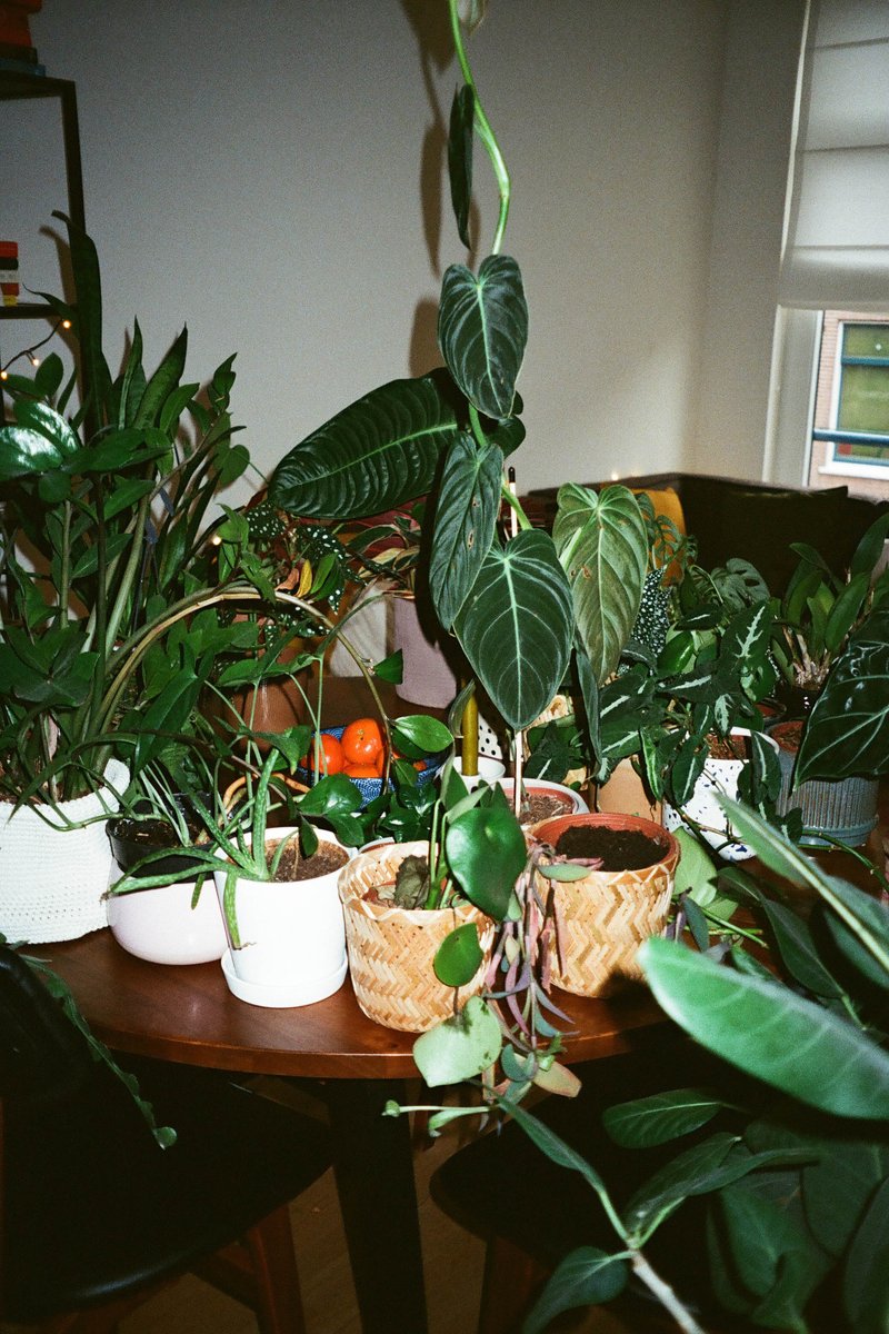 The image captures a vibrant indoor plant collection. There are several potted plants visible, each with its own unique characteristics, including leaf shapes, sizes, and colors. The plants are housed in various containers, some of which appear to be terracotta or ceramic pots. A long-leafed plant stands out among the others, drawing attention with its green foliage. The plants are arranged on a surface that could possibly be a table, with their containers positioned close to each other, creating a dense and lush environment. The presence of different types of plants indicates a diverse collection or a place dedicated to plant enthusiasts.