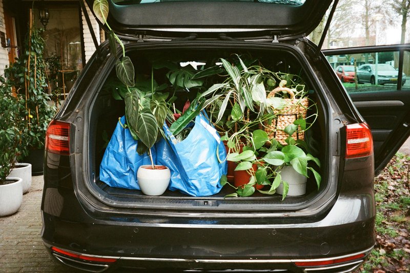 The image depicts a black car with its trunk open. Inside, you can see several items including potted plants, bags of plants, and what appears to be a small greenhouse or structure. The backdrop of the scene suggests it might be autumn, and there is a hint of human presence in the form of an arm or shoulder.