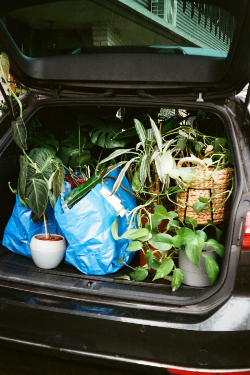 The image shows an open car trunk filled with various plants, including potted plants of different sizes and types. The trunk is full, suggesting a substantial amount of greenery being transported. There are also blue bags visible inside the car, adding to the variety of items in transit.