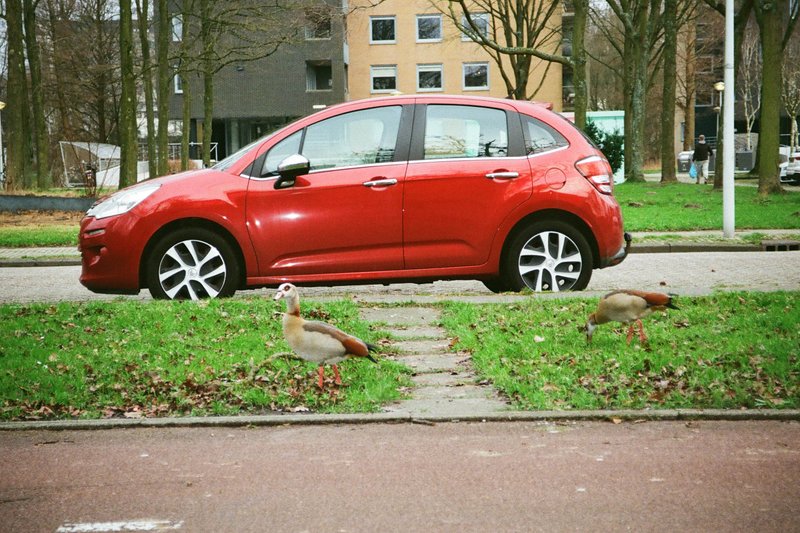 In the image, there is a red car parked in front of a building with trees behind it. The car is a hatchback model, and there's a small flock of birds near it, some of which are perched on the ground while others appear to be in flight. The bird closest to the car seems to be walking towards it. The photo has a slight tilt, giving an interesting perspective of this scene.