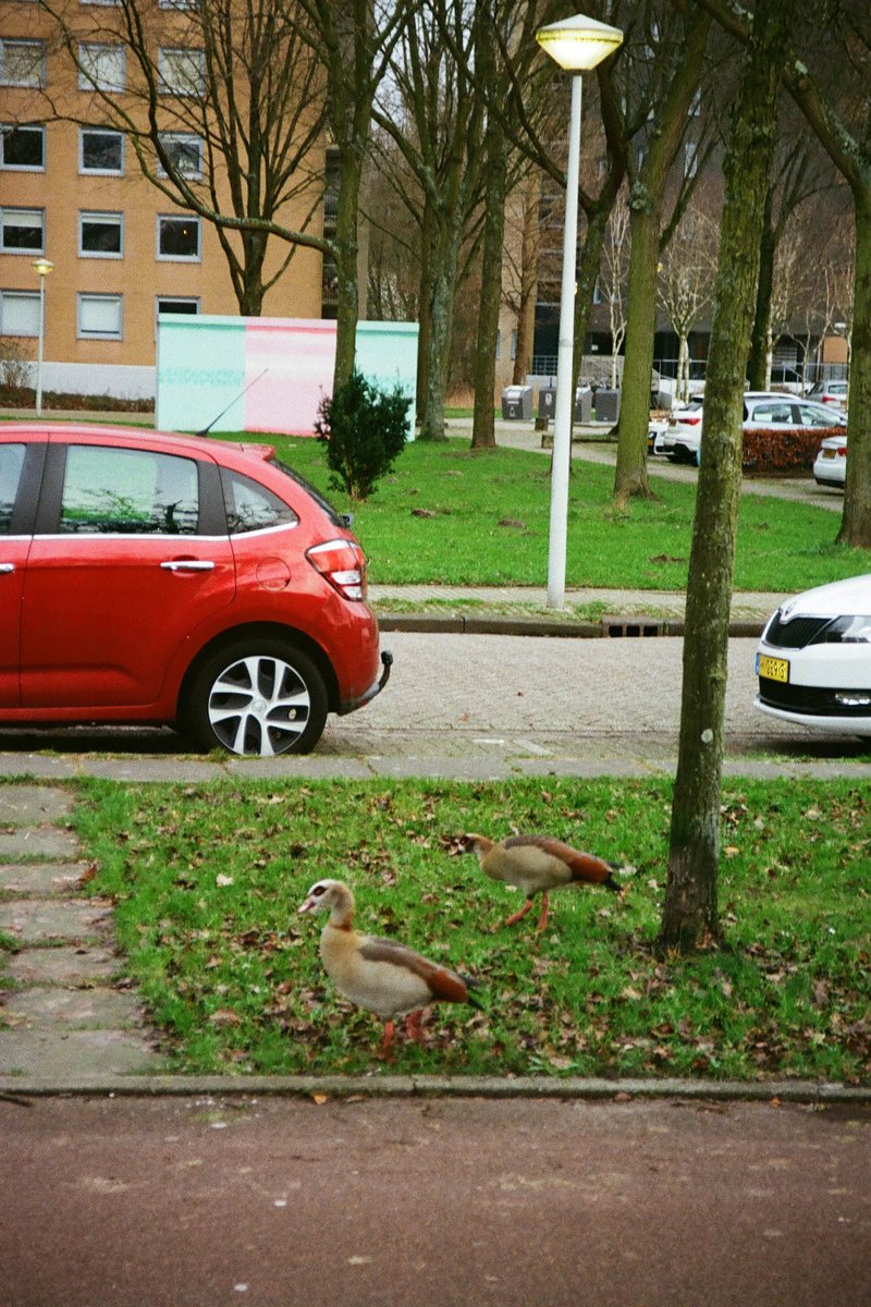 The image is a photograph taken outside during daylight hours. It features an urban setting with two birds standing near each other on the ground to the right of the frame. There are trees visible in the background and a red vehicle parked near one of them. On the left side, there's a paved area with a building partially visible, and it appears to be a cloudy day with overcast skies.