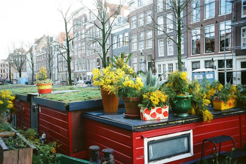 The image captures a lively outdoor space set against the backdrop of an urban street. At the forefront, there's a vibrant red shipping container with a green roof, functioning as a small greenhouse. Inside, it's filled with potted plants and flowers that add a splash of color to the scene. The ground in front of this container is adorned with yellow and white flowers, creating a charming floral carpet. To the side, there's a bench inviting passersby for a rest. The street in the background is lined with buildings, including a notable one with a distinctive red brick facade. The overall atmosphere of the image suggests a serene yet bustling neighborhood where nature and urban life coexist harmoniously.