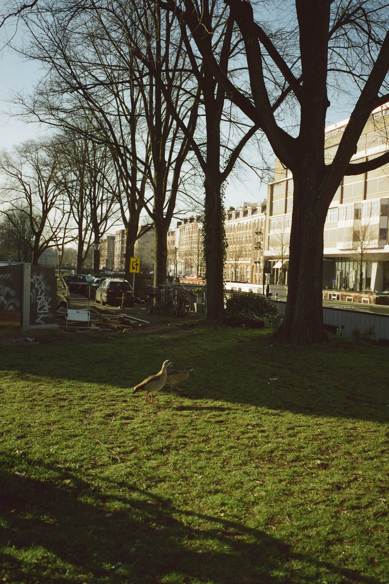 The image depicts a tranquil scene of an urban park during daylight. The main focus is a brown animal, possibly a fox or similar wild creature, standing on a grassy field under trees that have shed their leaves. In the background, there are buildings with no distinct features to identify them, and in the distance, other animals can be observed roaming about freely.