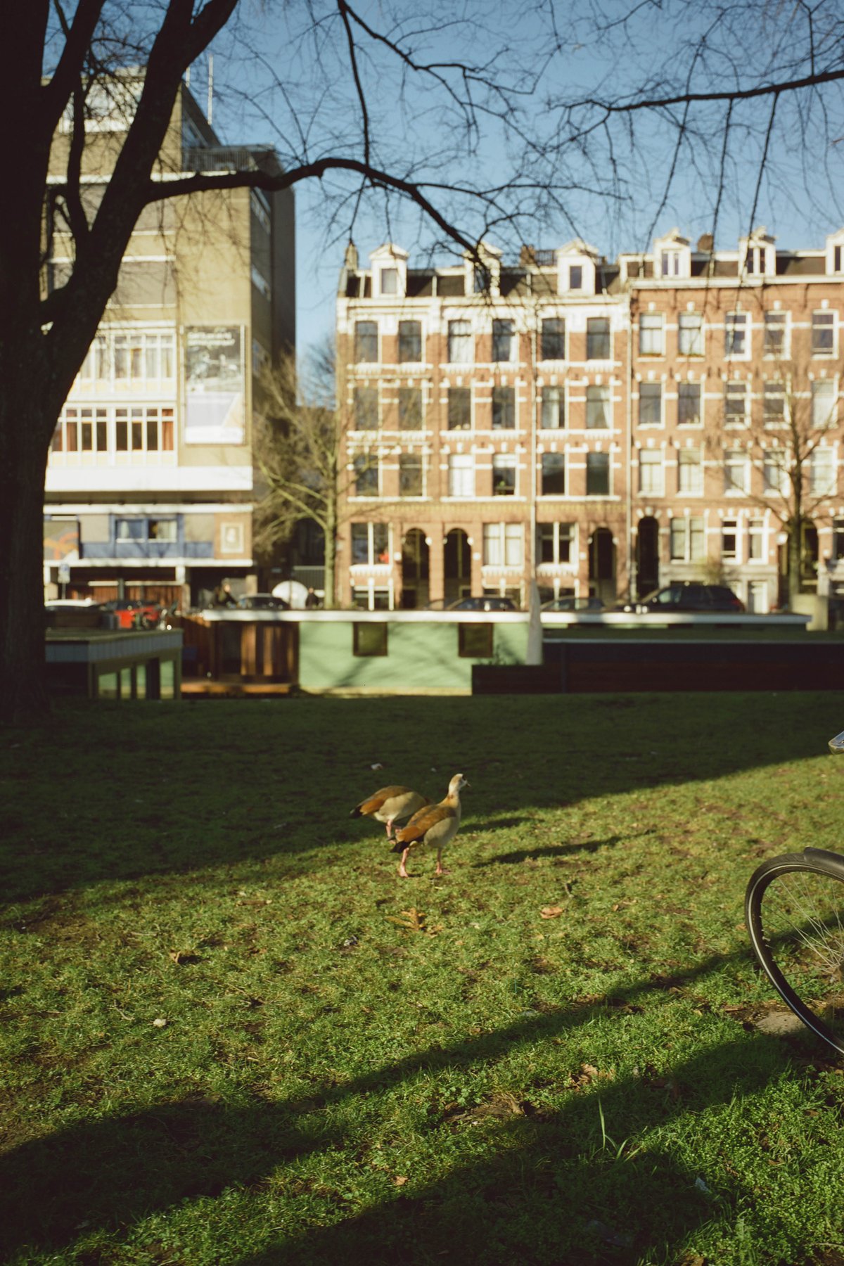  The image presents a tranquil scene of an urban park. In the foreground, there's a small duck strolling along the lush green grass under a tree. Beyond the duck, there are trees and buildings, suggesting the park is located near the city. The ground appears wet, indicating recent rainfall. In the background, there's a bench where one can rest and enjoy the view. A solitary figure stands on the right side of the image, adding life to this peaceful setting. 