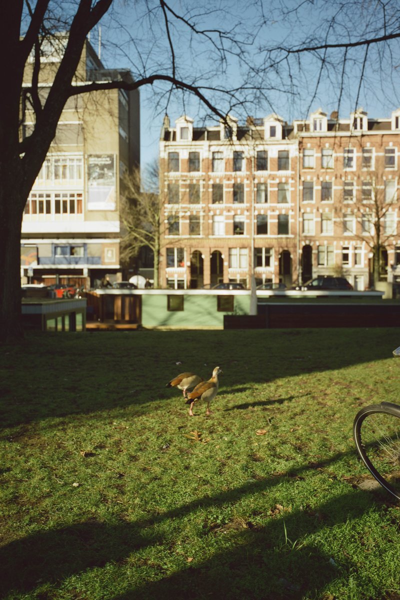 The image presents a tranquil scene of an urban park. In the foreground, there's a small duck strolling along the lush green grass under a tree. Beyond the duck, there are trees and buildings, suggesting the park is located near the city. The ground appears wet, indicating recent rainfall. In the background, there's a bench where one can rest and enjoy the view. A solitary figure stands on the right side of the image, adding life to this peaceful setting.