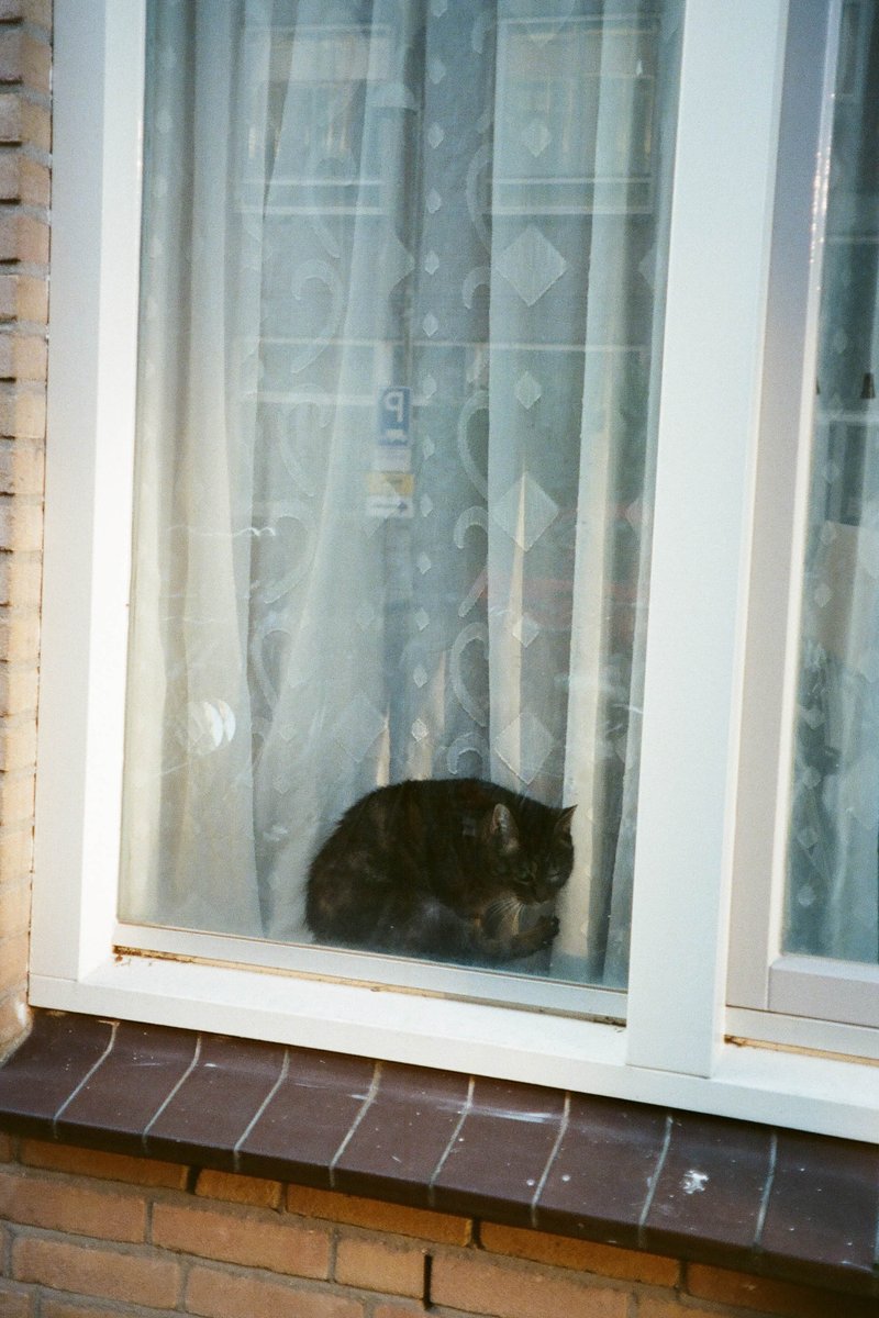 The image captures a serene scene featuring a cat perched on a windowsill. The cat, with its fur as dark as coffee, sits comfortably within the window frame. Its attention seems to be focused outside, perhaps observing the world beyond. The window itself is framed by white curtains that add a soft touch to the overall setting. In the background, a brick building can be seen, providing an urban context for this peaceful moment.